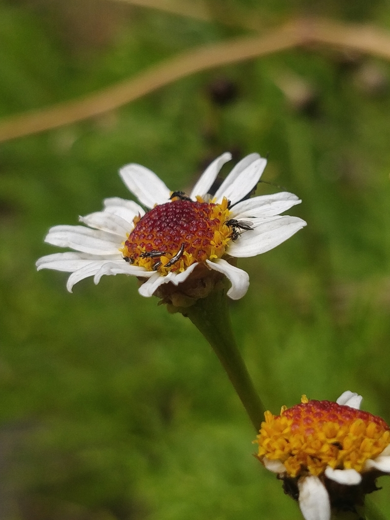 Cape marguerite