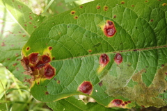 Puccinia phragmitis