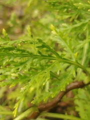 Argyranthemum haematomma image