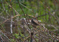 Melospiza melodia image