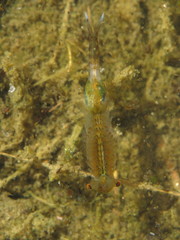 Eubranchipus grubii