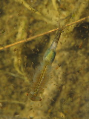 Eubranchipus grubii
