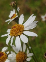 Argyranthemum haematomma image