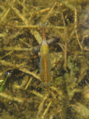 Eubranchipus grubii