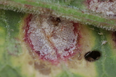 Puccinia phragmitis