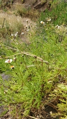 Argyranthemum haematomma image