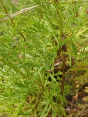 Argyranthemum haematomma image