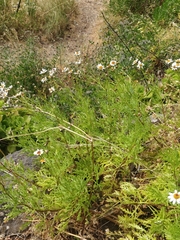 Argyranthemum haematomma image