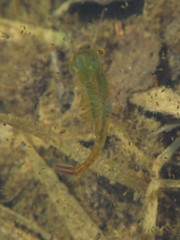 Eubranchipus grubii