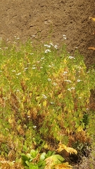 Argyranthemum haematomma image