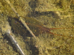 Lepidurus apus
