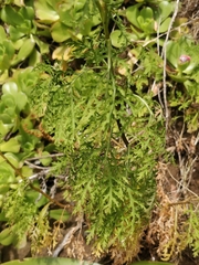 Argyranthemum haematomma image