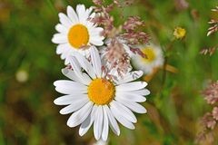 Leucanthemum vulgare