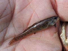 Etheostoma gracile