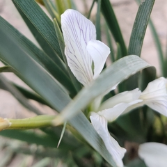 Iris lactea