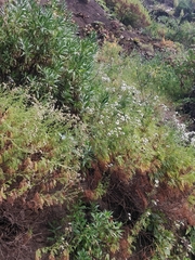 Argyranthemum haematomma image