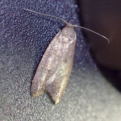 Tachystola acroxantha