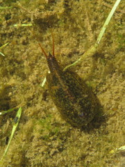 Lepidurus apus