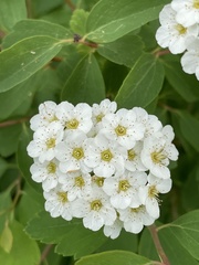 Spiraea trilobata