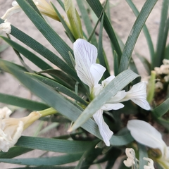 Iris lactea