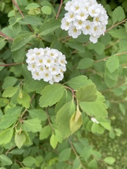 Spiraea trilobata