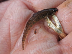 Etheostoma gracile