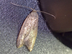 Tachystola acroxantha