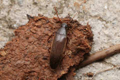Synchroidae