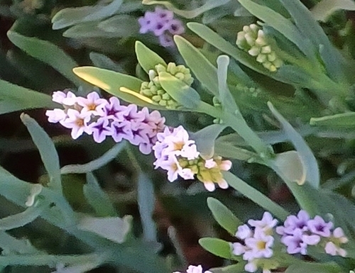 iNaturalist observation photo of alkali heliotrope