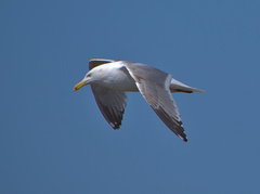Larus argentatus image