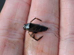Notonecta irrorata