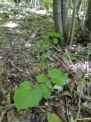 Pachyphragma macrophyllum