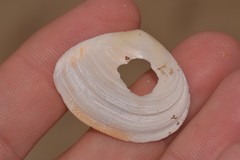 Macomona deltoidalis