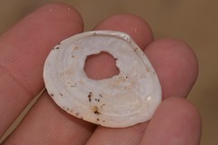 Macomona deltoidalis