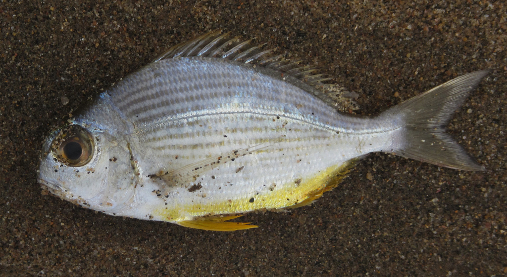 Bigeye stumpnose (Rhabdosargus thorpei) — Sparidae