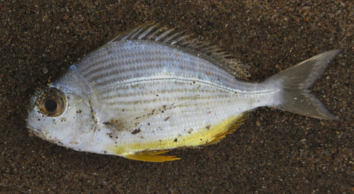 Bigeye stumpnose (Rhabdosargus thorpei) — Sparidae