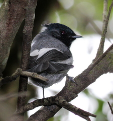 Trochocercus cyanomelas cyanomelas