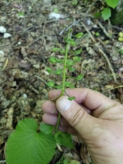 Pachyphragma macrophyllum