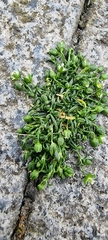 Sagina procumbens