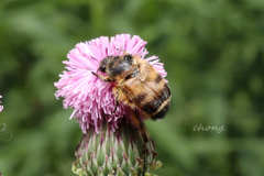Lasiotrichius succinctus