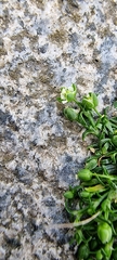 Sagina procumbens