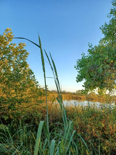 iNaturalist observation photo of giant wild rye