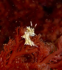Cuthona hamanni