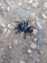Sphodros niger