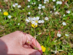 Cerastium strictum