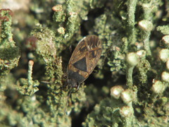 Trapezonotus arenarius
