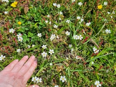 Cerastium strictum