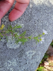 Cerastium strictum