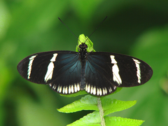 Heliconius sara theudela