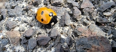 Coccinella septempunctata
